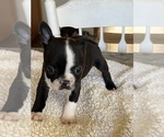 Small Photo #5 Boston Terrier Puppy For Sale in VALLEY, AL, USA