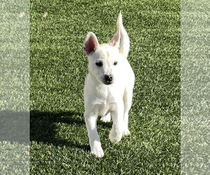 Sugar - Female Siberian Husky-Unknown Mix Dog for Adoption - Photo #12