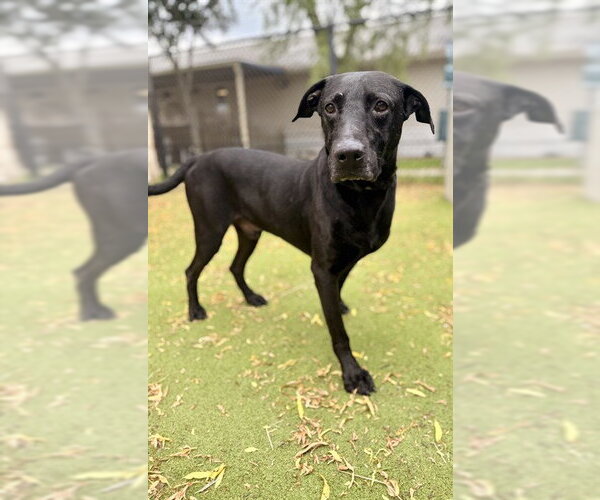 Medium Photo #1 Labrador Retriever Puppy For Sale in Sugar Land, TX, USA