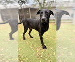 Small Labrador Retriever