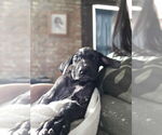 Small Great Dane Mix