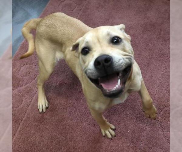 Medium Photo #1 Labrador Retriever-Unknown Mix Puppy For Sale in Thief River Falls, MN, USA