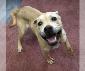 Labrador Retriever-Unknown Mix Dogs for adoption in Thief River Falls, MN, USA