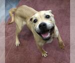 Small Labrador Retriever Mix