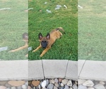 Small Photo #3 Belgian Malinois Puppy For Sale in ANKENY, IA, USA