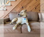 Small #5 American Pit Bull Terrier Mix