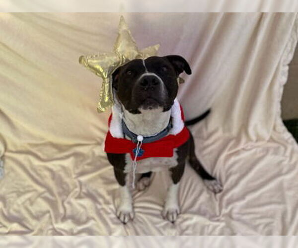 Medium Photo #3 American Pit Bull Terrier-Unknown Mix Puppy For Sale in Chandler, AZ, USA