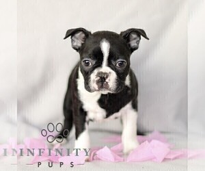 Boston Terrier Puppy for sale in RONKS, PA, USA
