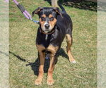 Small #6 Mountain Cur-Rottweiler Mix