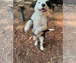 Puppy Marbles Australian Shepherd-Jack Russell Terrier Mix
