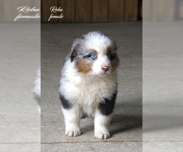 Medium Photo #6 Australian Shepherd Puppy For Sale in CLARE, MI, USA
