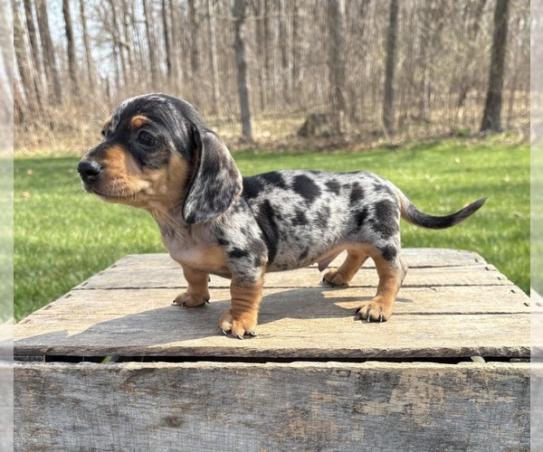 Medium Photo #4 Dachshund Puppy For Sale in MIDDLEBURY, IN, USA