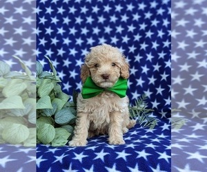 Goldendoodle (Miniature) Puppy for sale in BIRD IN HAND, PA, USA