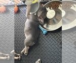 Small Photo #2 French Bulldog Puppy For Sale in E WENATCHEE, WA, USA