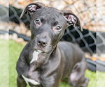 Small #1 Labrador Retriever Mix