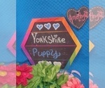 Small Photo #26 Yorkshire Terrier Puppy For Sale in AKRON, OH, USA