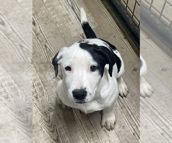 Medium Photo #2 American Pit Bull Terrier-Unknown Mix Puppy For Sale in Bolivar, MO, USA