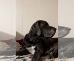 Small Photo #19 Great Dane Puppy For Sale in SAND SPRINGS, OK, USA