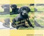 Small Photo #12 Labrador Retriever Puppy For Sale in MANTECA, CA, USA