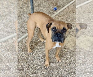 Boxer Dogs for adoption in Austin, TX, USA