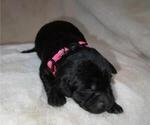Small Photo #4 Golden Labrador Puppy For Sale in CRIMORA, VA, USA