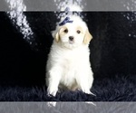 Small #3 Maltipoo