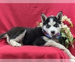 Small Photo #4 Siberian Husky Puppy For Sale in QUARRYVILLE, PA, USA