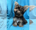 Small #1 Yorkshire Terrier