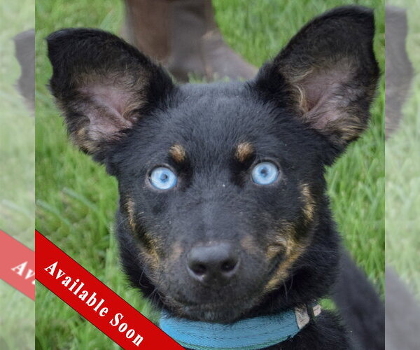 Medium Photo #1 Australian Kelpie-Australian Shepherd Mix Puppy For Sale in Huntley, IL, USA