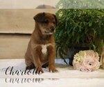 Puppy Charlotte Goldendoodle-Shiba Inu Mix