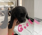 Small Photo #7 Golden Labrador Puppy For Sale in PGH, PA, USA