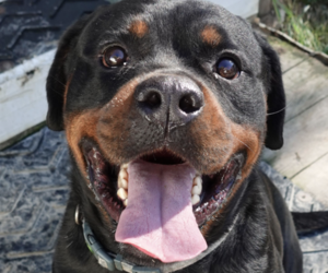 Medium Rottweiler