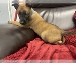 Small Photo #79 Belgian Malinois Puppy For Sale in REESEVILLE, WI, USA