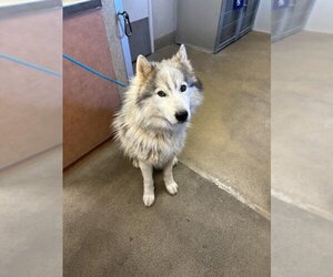Alusky Dogs for adoption in Sacramento, CA, USA