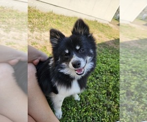 Father of the Pom-Shi puppies born on 06/19/2025