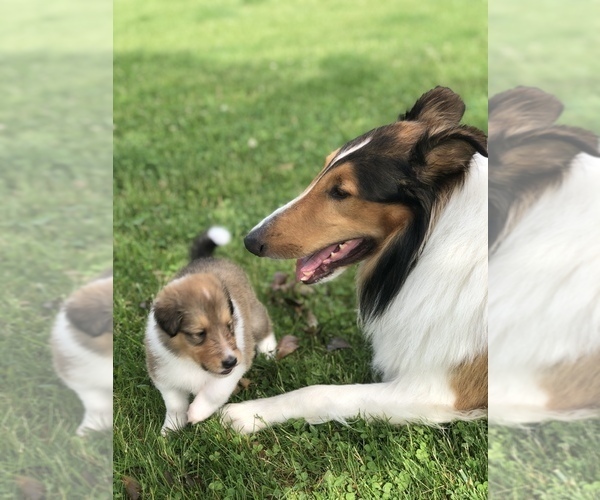 Medium Photo #8 Collie Puppy For Sale in PLEASANT LAKE, IN, USA
