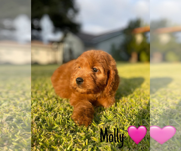 Medium Photo #13 Goldendoodle (Miniature) Puppy For Sale in BAKERSFIELD, CA, USA