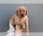 Puppy Light Green Golden Retriever
