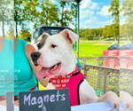 Small #2 American Pit Bull Terrier Mix