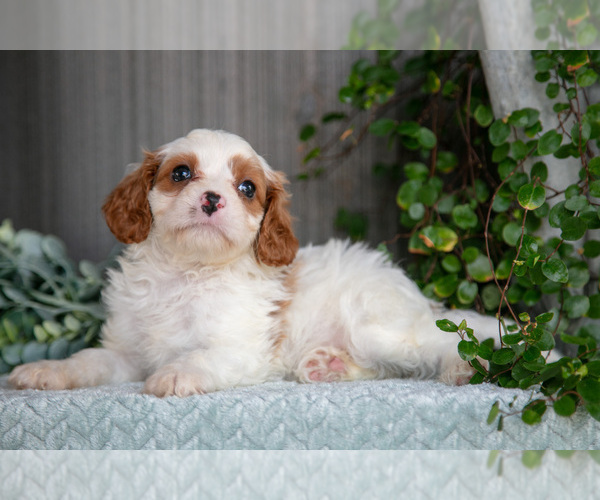 Medium Photo #2 Cavapoo Puppy For Sale in MILLERSBURG, OH, USA