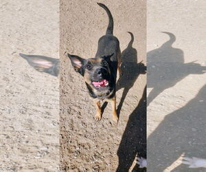 Buster - Male German Shepherd Dog-Staffordshire Bull Terrier Mix Dog for Adoption - Photo #3