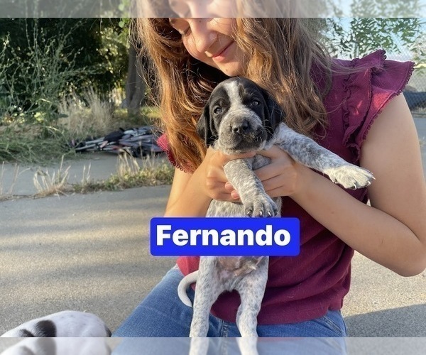 Medium Photo #3 Pointer Puppy For Sale in SACRAMENTO, CA, USA