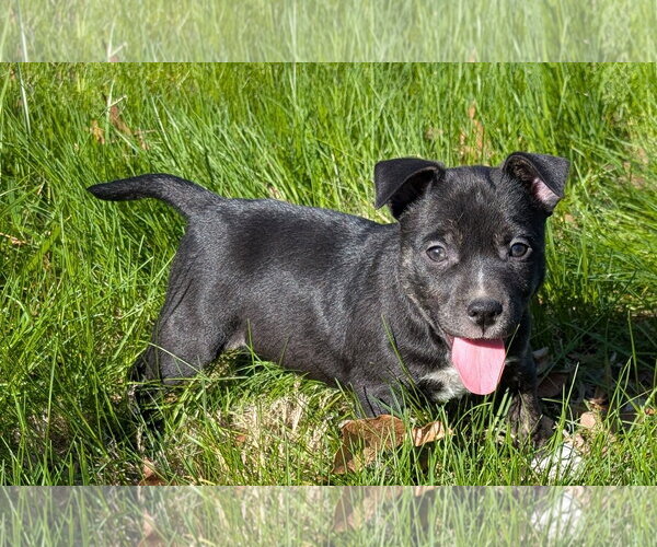 Medium Photo #4 Mutt Puppy For Sale in Des Moines, IA, USA