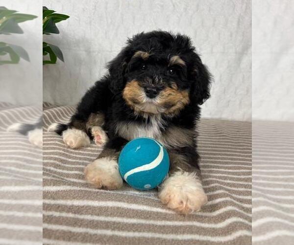 Medium Photo #4 Bernedoodle (Miniature) Puppy For Sale in GREENFIELD, IN, USA