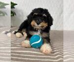 Small #3 Bernedoodle (Miniature)