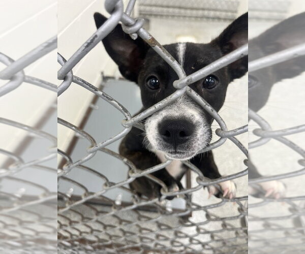 Medium Photo #4 Chihuahua-Unknown Mix Puppy For Sale in Mooresville, NC, USA