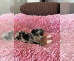 Puppy 2 Australian Shepherd-Rottweiler Mix