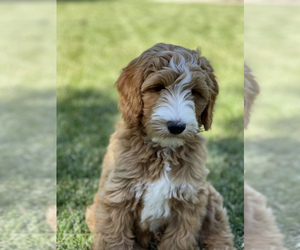 Australian Labradoodle Puppy for sale in CHICO, CA, USA