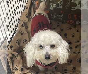 Poodle (Miniature) Dogs for adoption in Batavia, OH, USA
