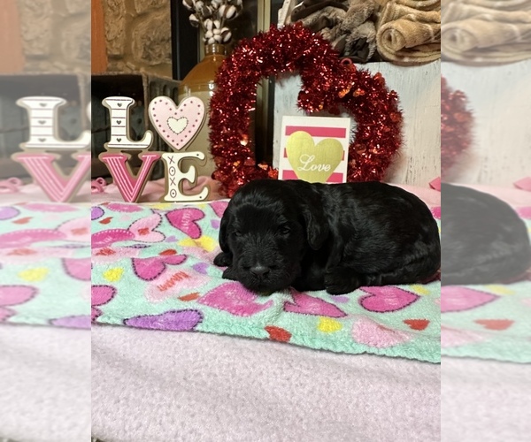 Medium Photo #1 Goldendoodle Puppy For Sale in MIDDLETON, TN, USA